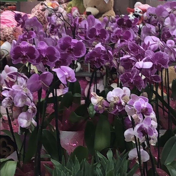 Meet your Posher, Sayra - Picture 1 of 1